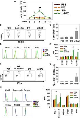 Mucosal Vaccination Primes NK Cell-Dependent Development of CD8+ T Cells Against Pulmonary Brucella Infection